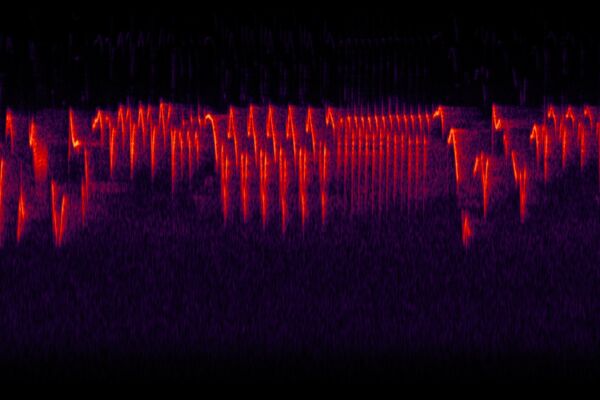 Spectrogram of the call of a Pacific wren.