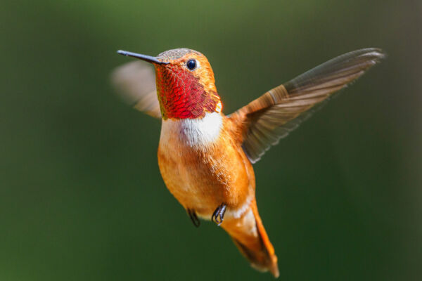 Rufous hummingbird with red throat and orange belly hovering in place