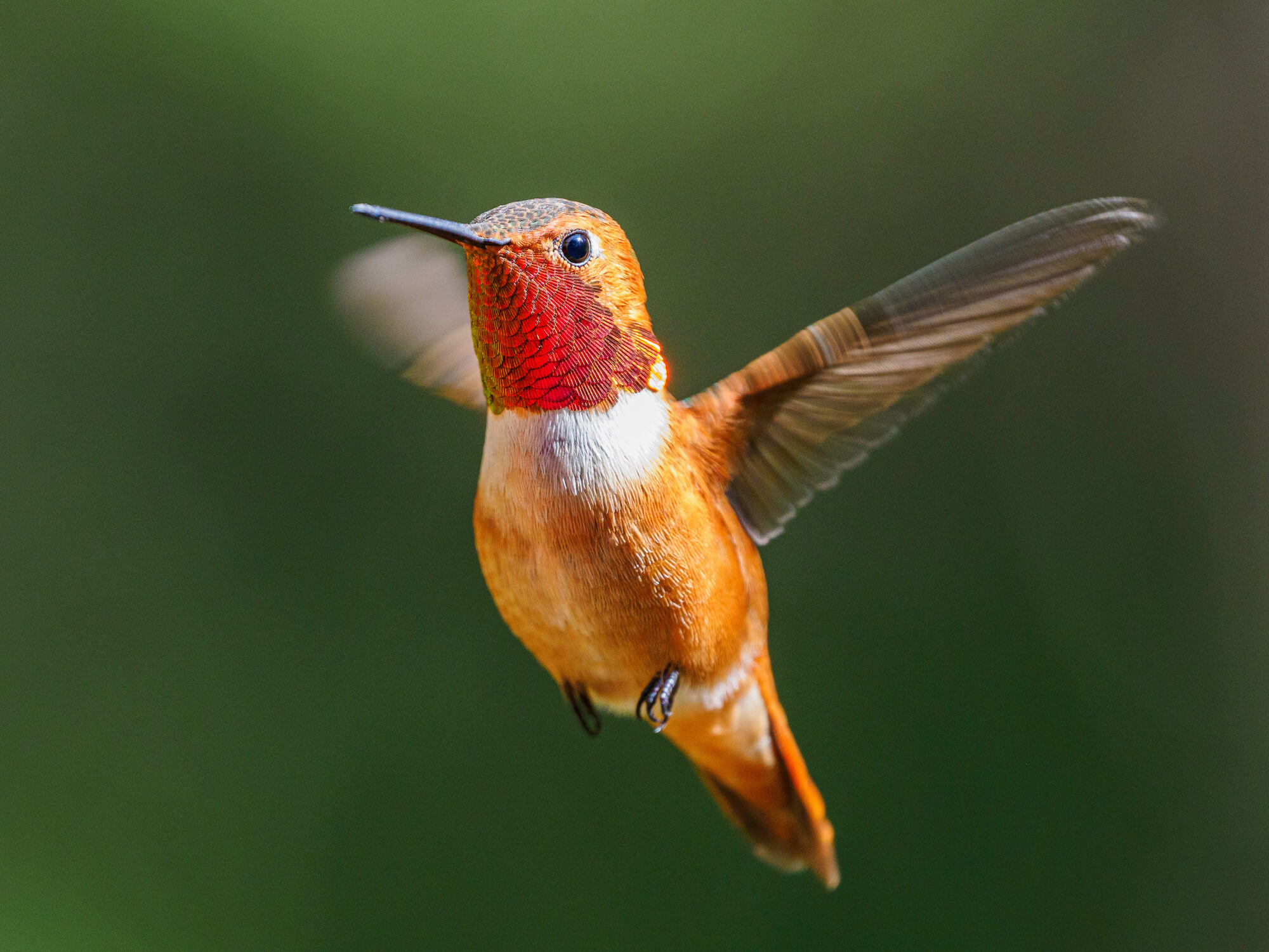 Rufous hummingbird with red throat and orange belly hovering in place