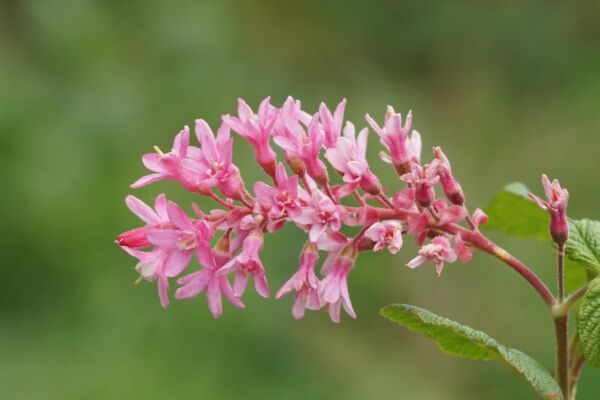 Spray of pink flowers of red-flowering currant on green background.