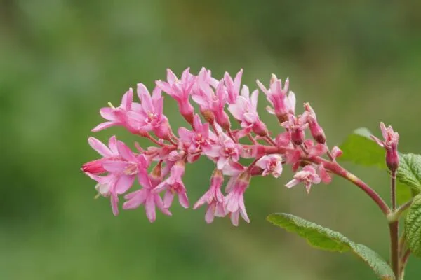 Spray of pink flowers of red-flowering currant on green background.