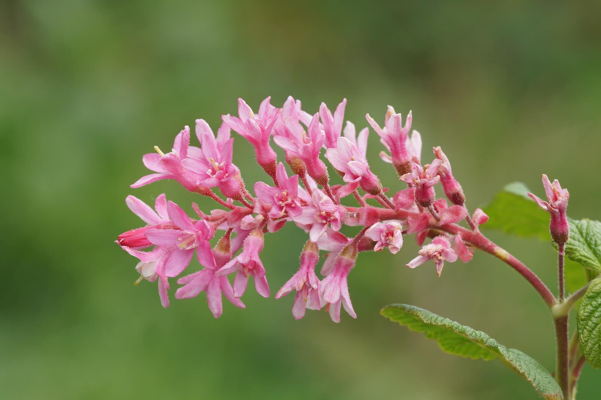 Spray of pink flowers of red-flowering currant on green background.