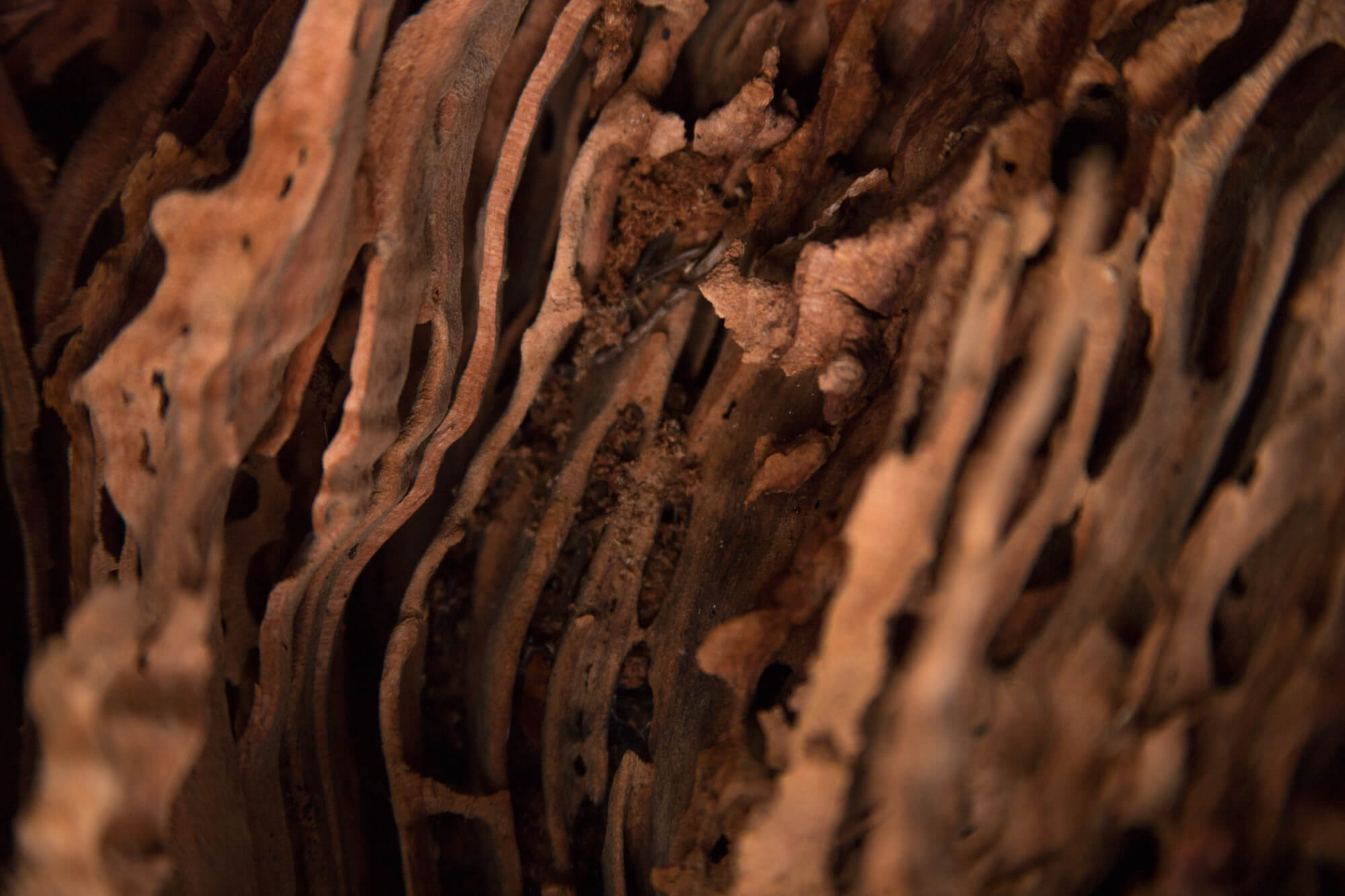 Close view of dark reddish brown channels in rotting wood.