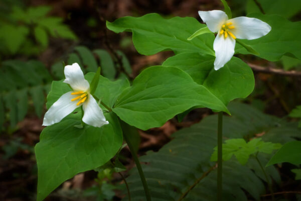 Two white tri-petaled blooms of western trillium, each rise from three green leaves on stems above the forest floor.