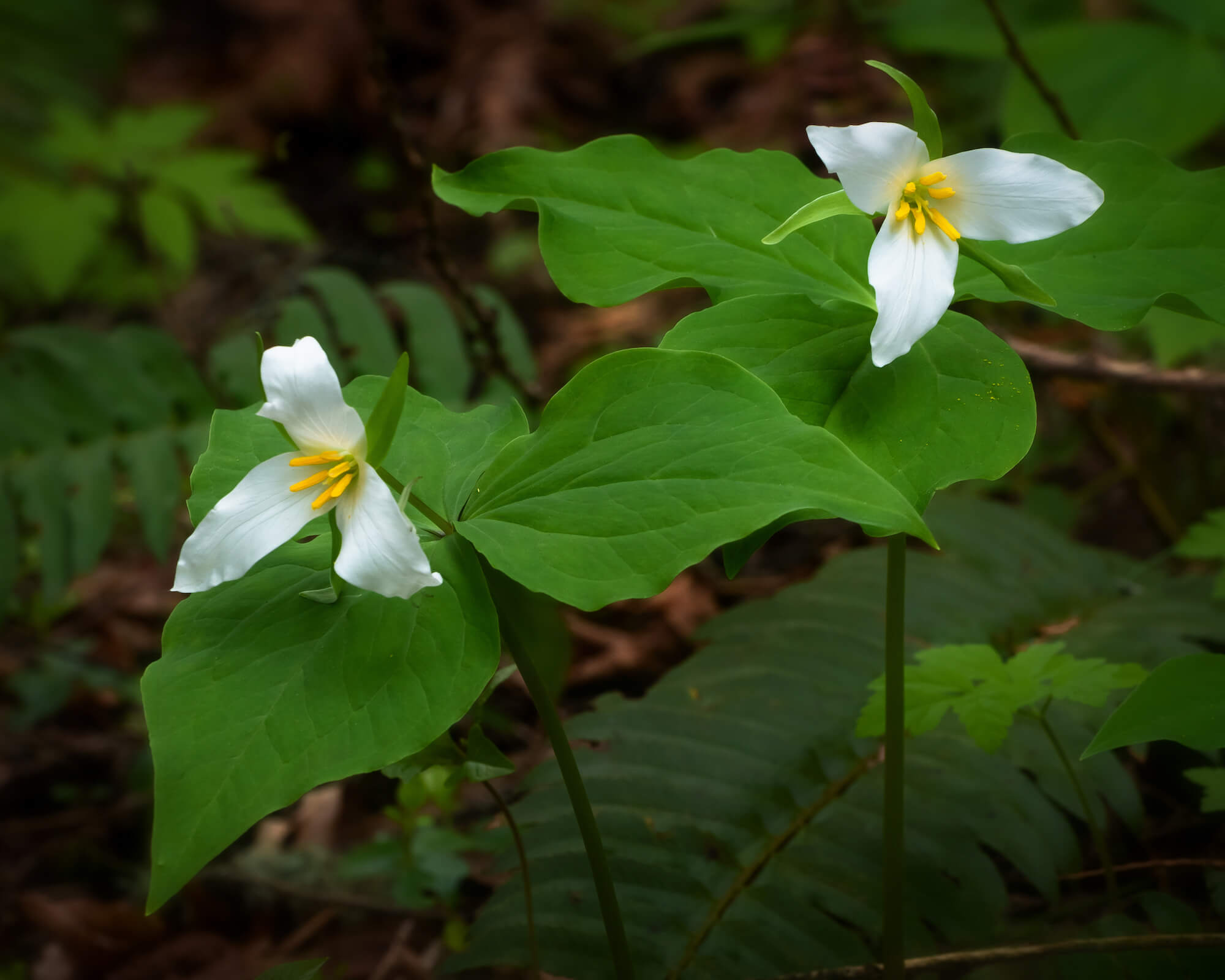 Two white tri-petaled blooms of western trillium, each rise from three green leaves on stems above the forest floor.