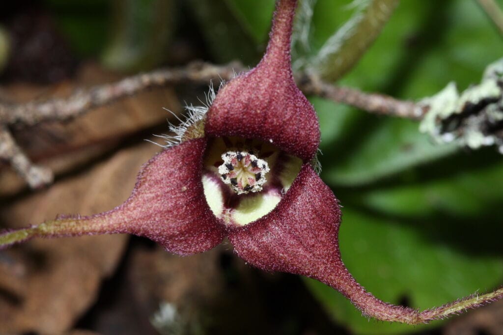 Close-up view of a dark red wild ginger bloom with three petals on green and brown background Photo by W. Siegmund