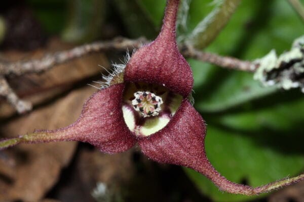 Close-up view of a dark red wild ginger bloom with three petals on green and brown background Photo by W. Siegmund