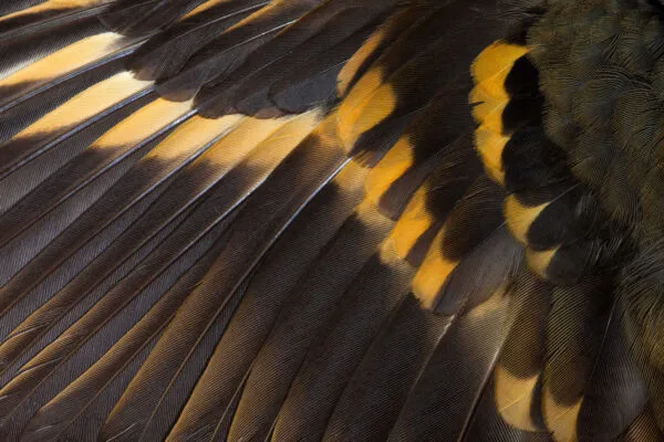 close up view of the black and orange wing feathers of a varied thrush