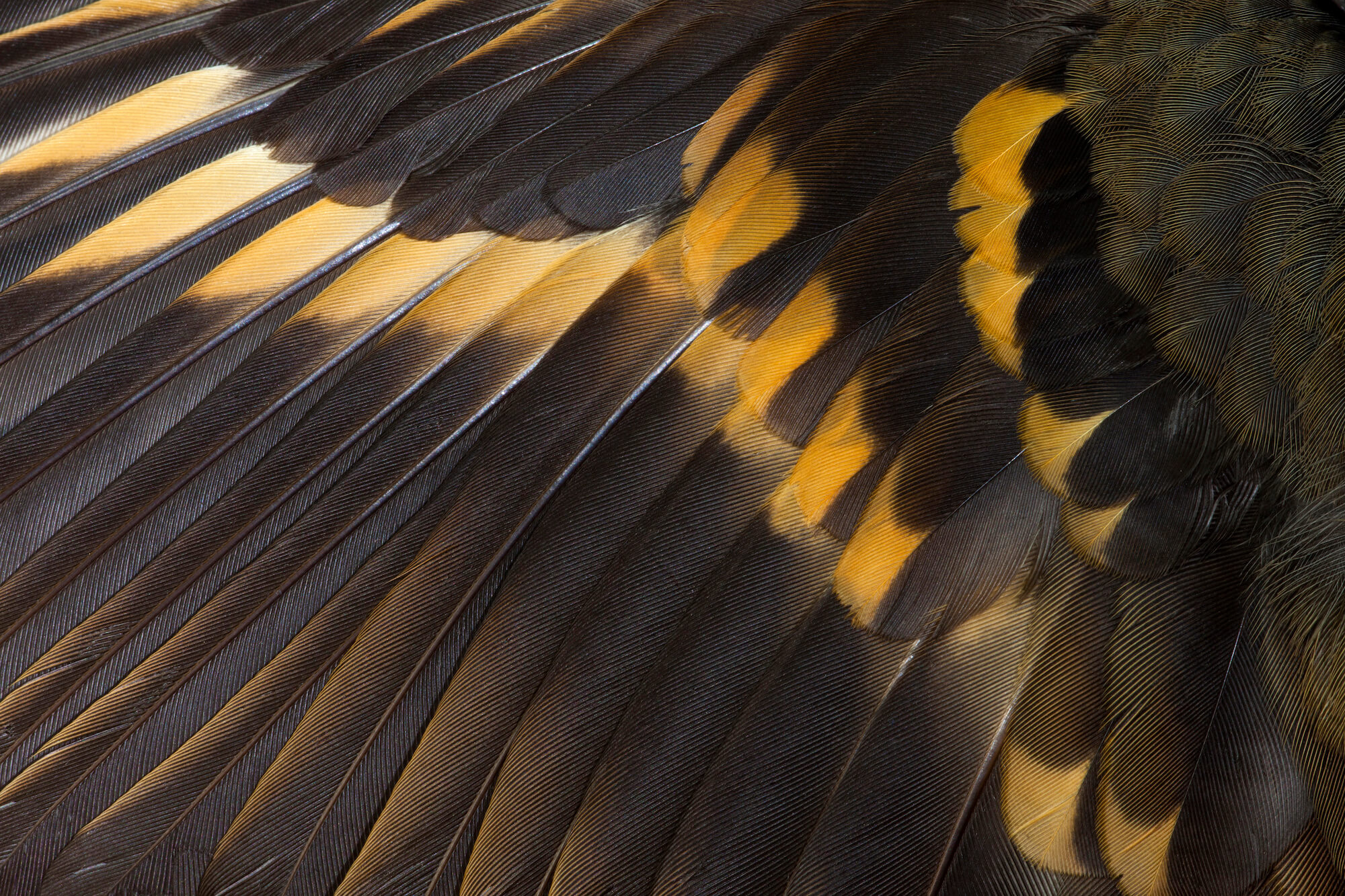 close up view of the black and orange wing feathers of a varied thrush