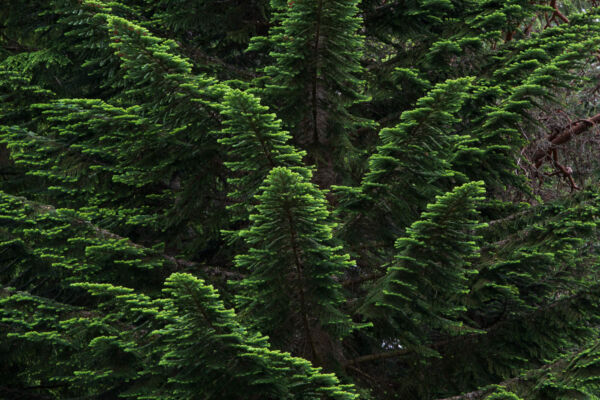 Green branches of a Pacific Silver Fir