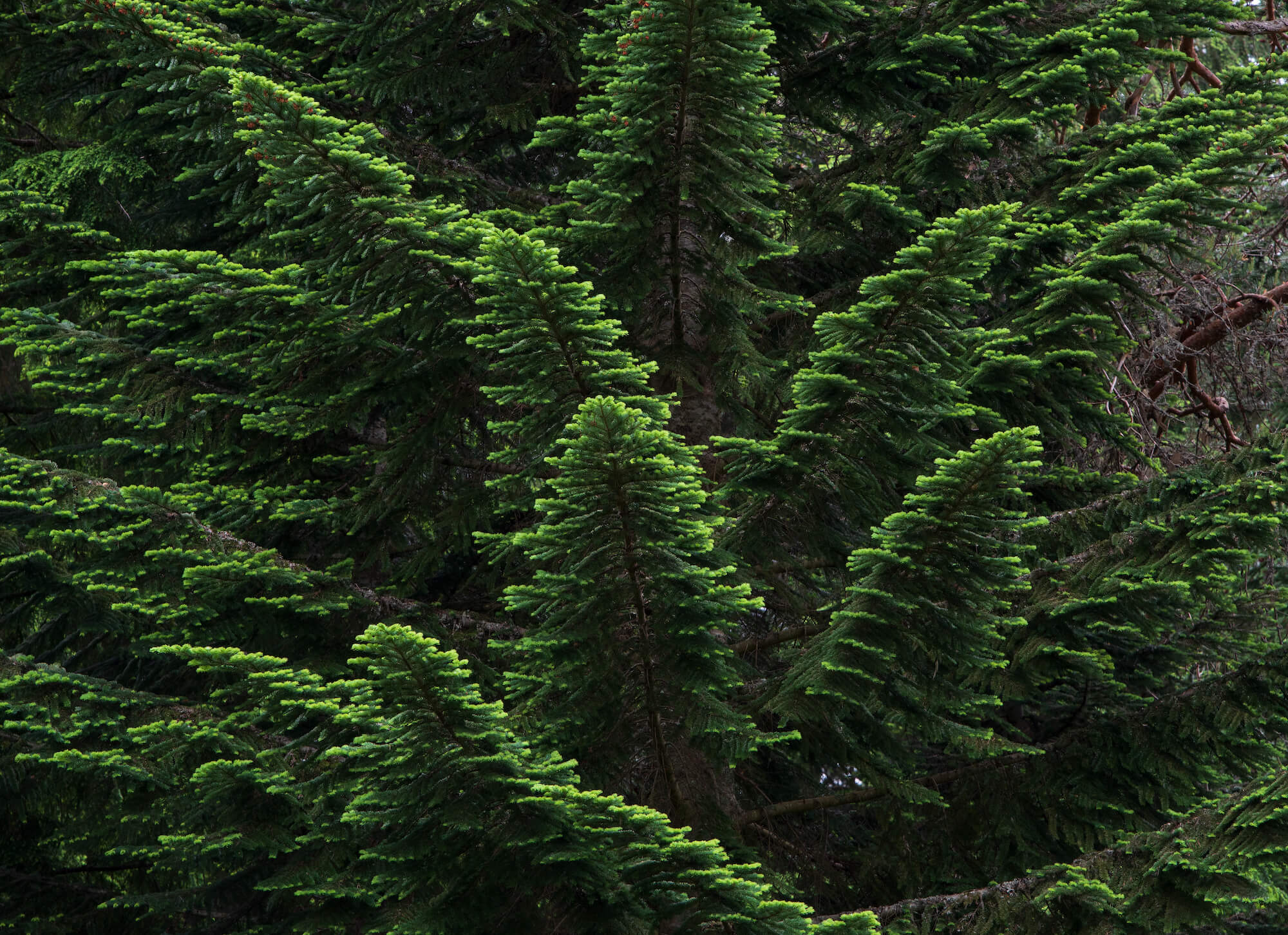 Green branches of a Pacific Silver Fir