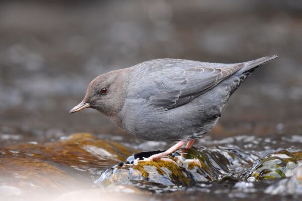 A gray and brown American Dipper bird looks for insects from atop a rock in a flowing stream.
