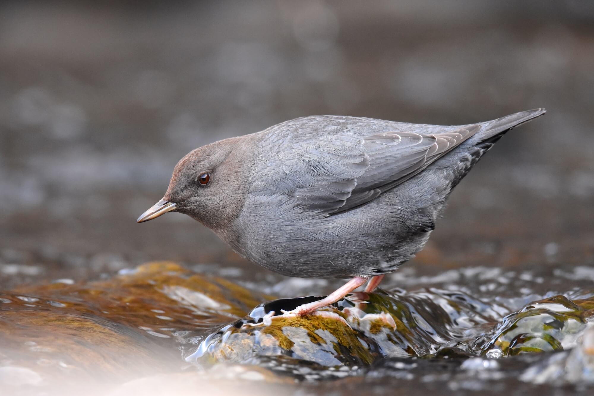 A gray and brown American Dipper bird looks for insects from atop a rock in a flowing stream.