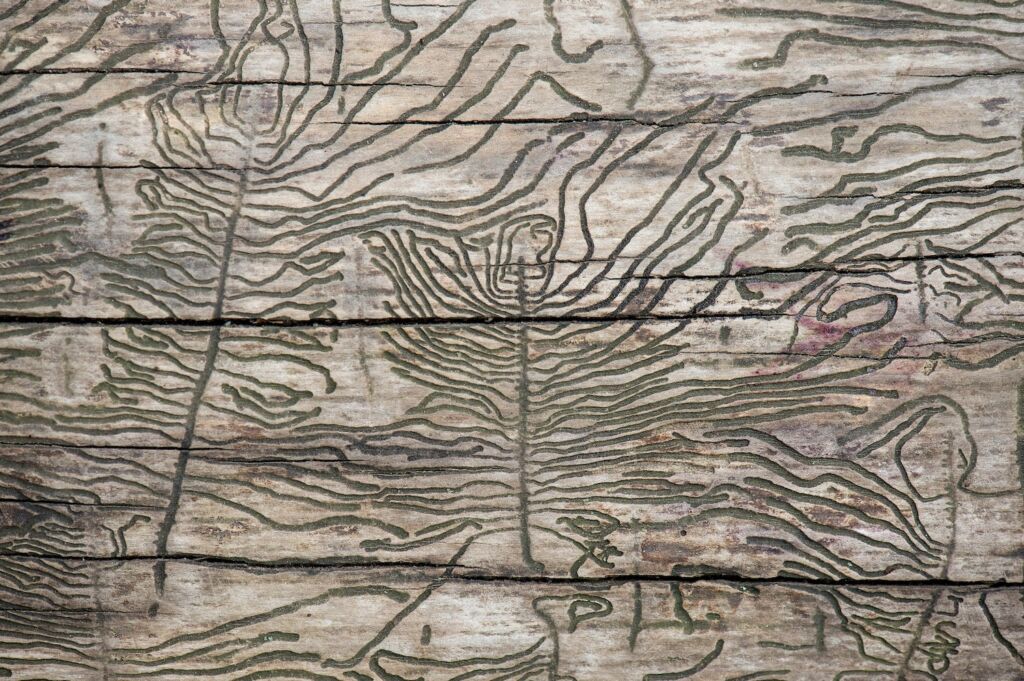 Dark bark beetle paths in light gray wood