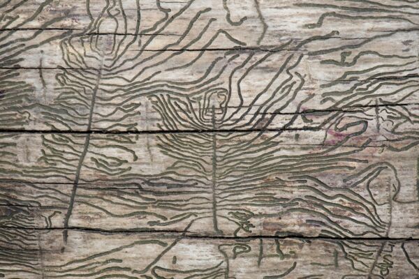 Dark bark beetle paths in light gray wood