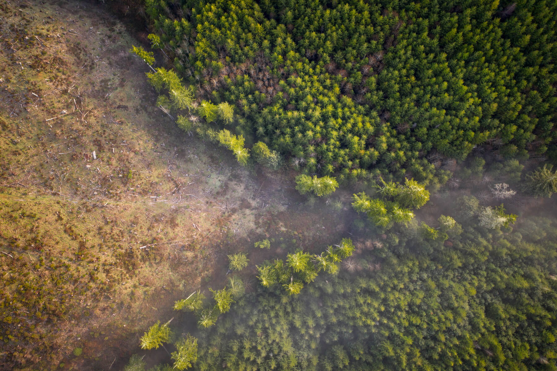 Aerial view of clearcut on the left, forest canopy on the right.