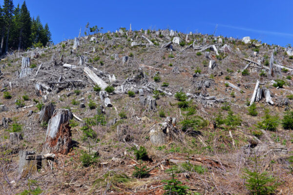 View of a clearcut hillside with stumps, downed wood, and a few scattered saplings. Behind the hill to the left are trees at the edge of the forest. At top, a bright blue sky.