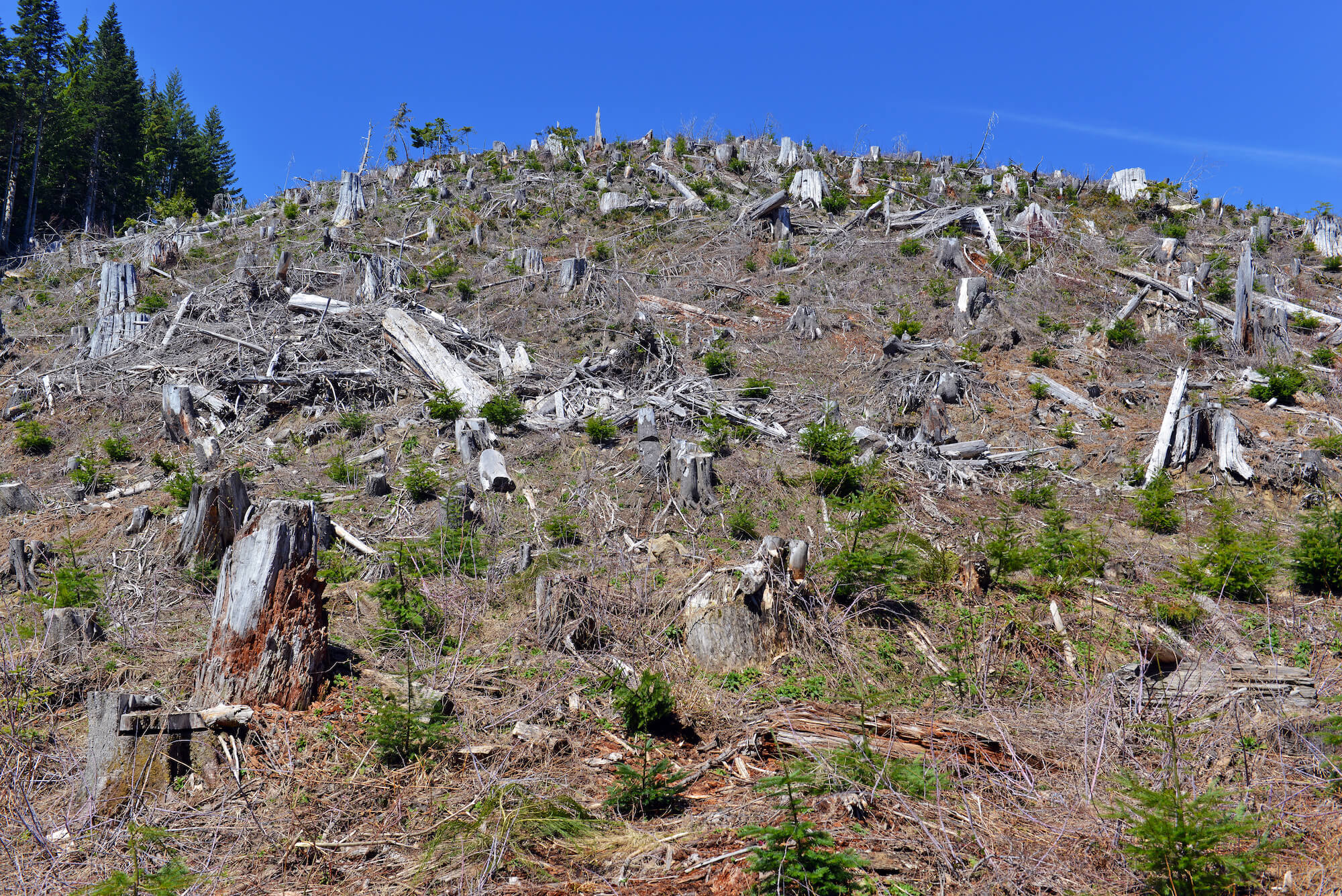 View of a clearcut hillside with stumps, downed wood, and a few scattered saplings. Behind the hill to the left are trees at the edge of the forest. At top, a bright blue sky.