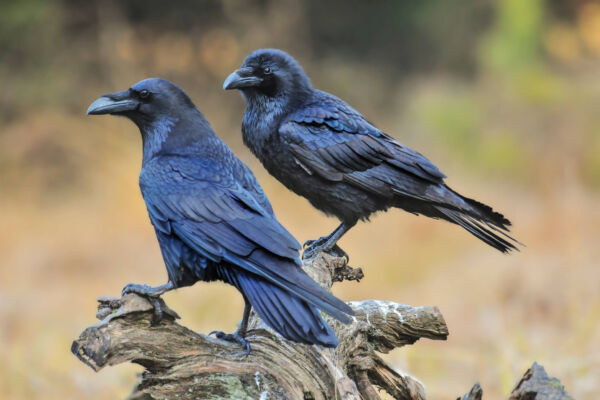 Two black common ravens perch on a brown stump. Both looking left quite regally.