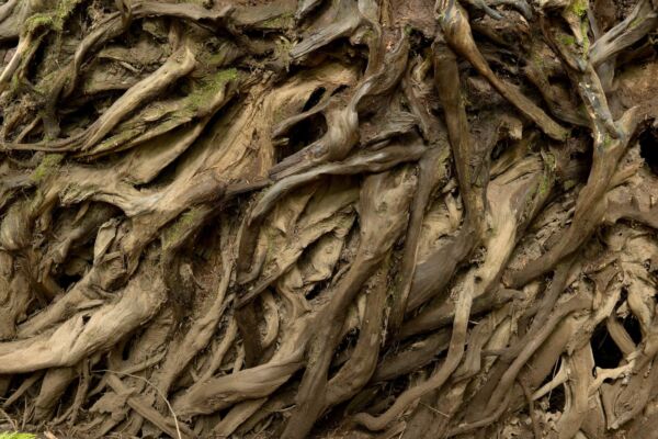 A tangle of brown douglas fir roots