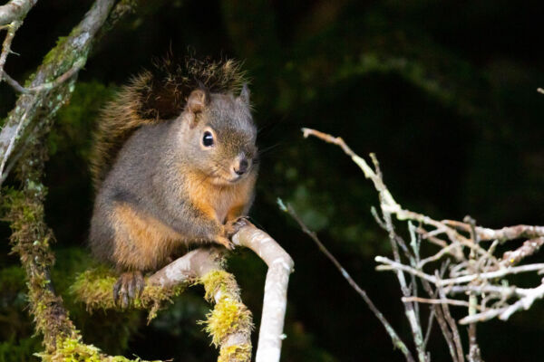 A gray and brown Douglas Squirrel sits on a branch.