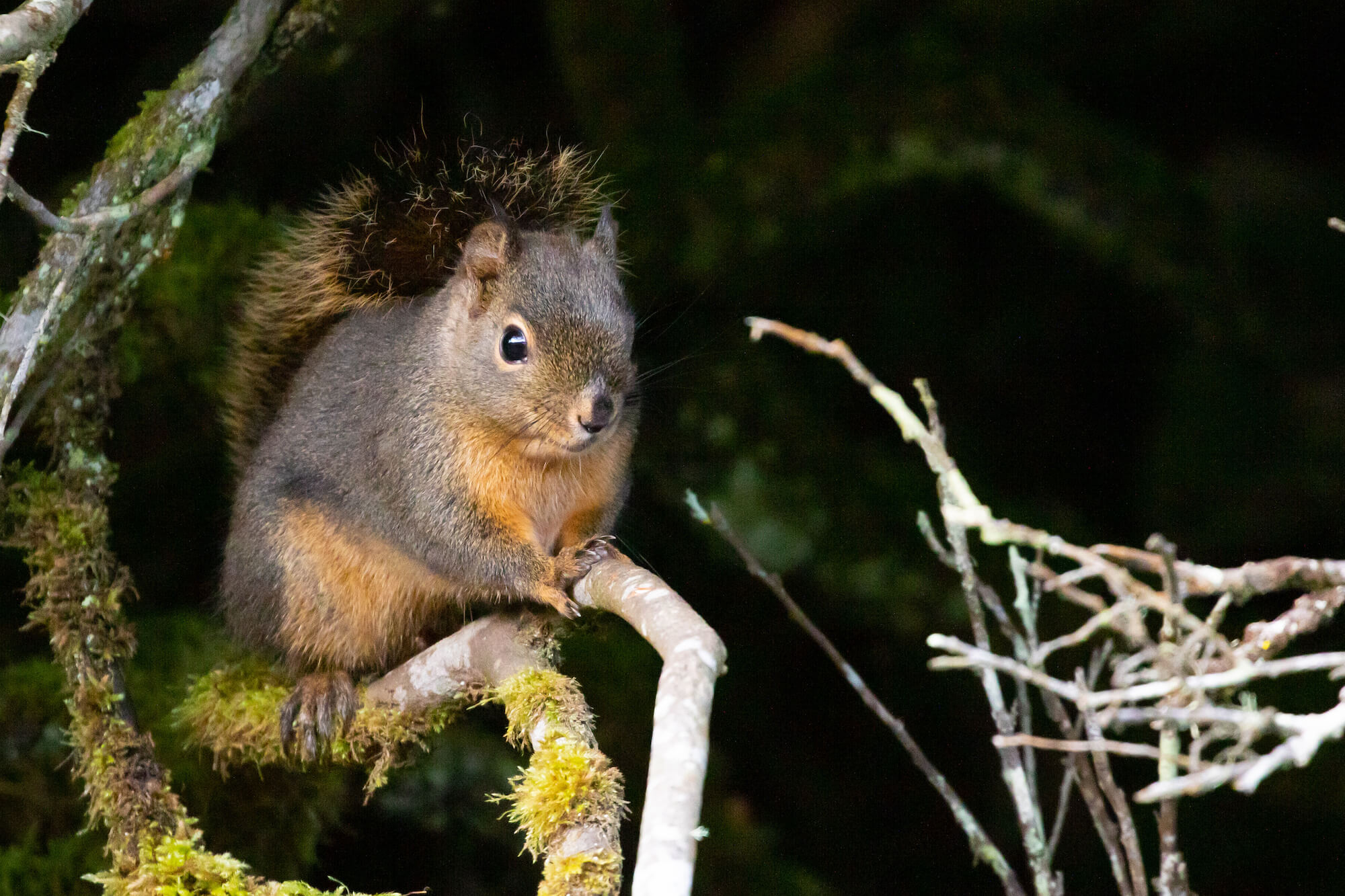 A gray and brown Douglas Squirrel sits on a branch.
