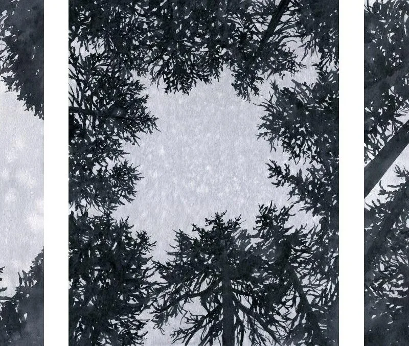 A triptych- three watercolor paintings looking up through forest canopy gaps. Dark tree trunks and branches encircle an open gray-purple clouded sky