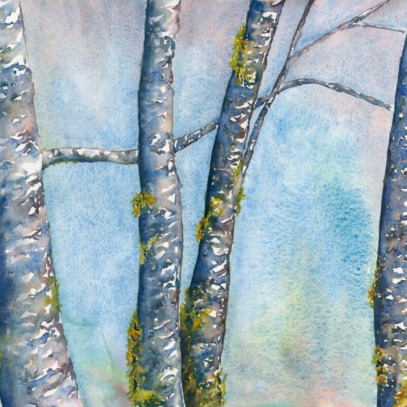 watercolor painting in blue, pink, purple, and light green of four white-speckled alder tree trunks