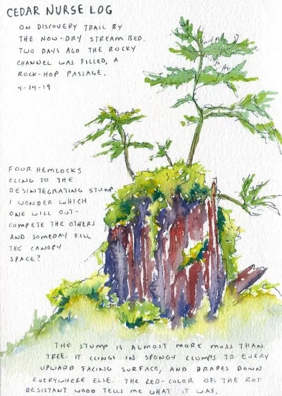watercolor illustration in green blue and brown of a few small trees growing out of the stump or remnants of a once-large living tree, with the notation "Cedar nurse log"
