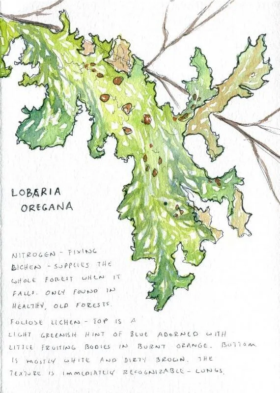 watercolor illustration of a green lichen with notation reading Lobaria oregana, a nitrogen fixing lichen...