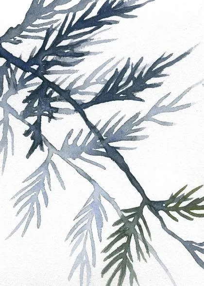 watercolor painting in greens and blues on white of the shadows made by a pacific yew branch as the sun shifted and it moved in the wind. darker image in foreground, lighter echo in background
