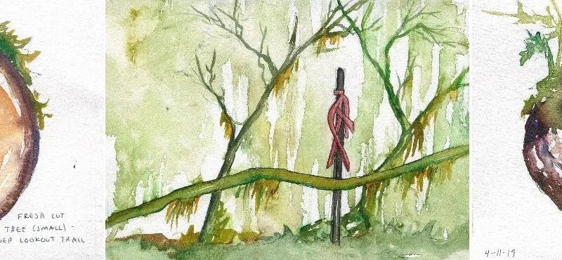 three watercolor illustration with notations. two are studies of the cut ends of logs with moss growing on top, one is of a manmade flag in pink marking a site in green forest understory.