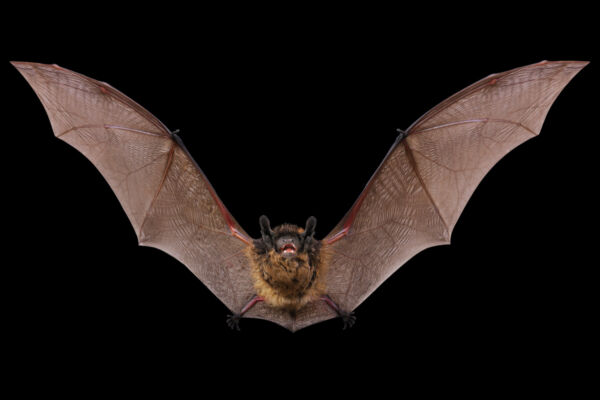 front view of a little brown bat in flight with wings outstretched on black background