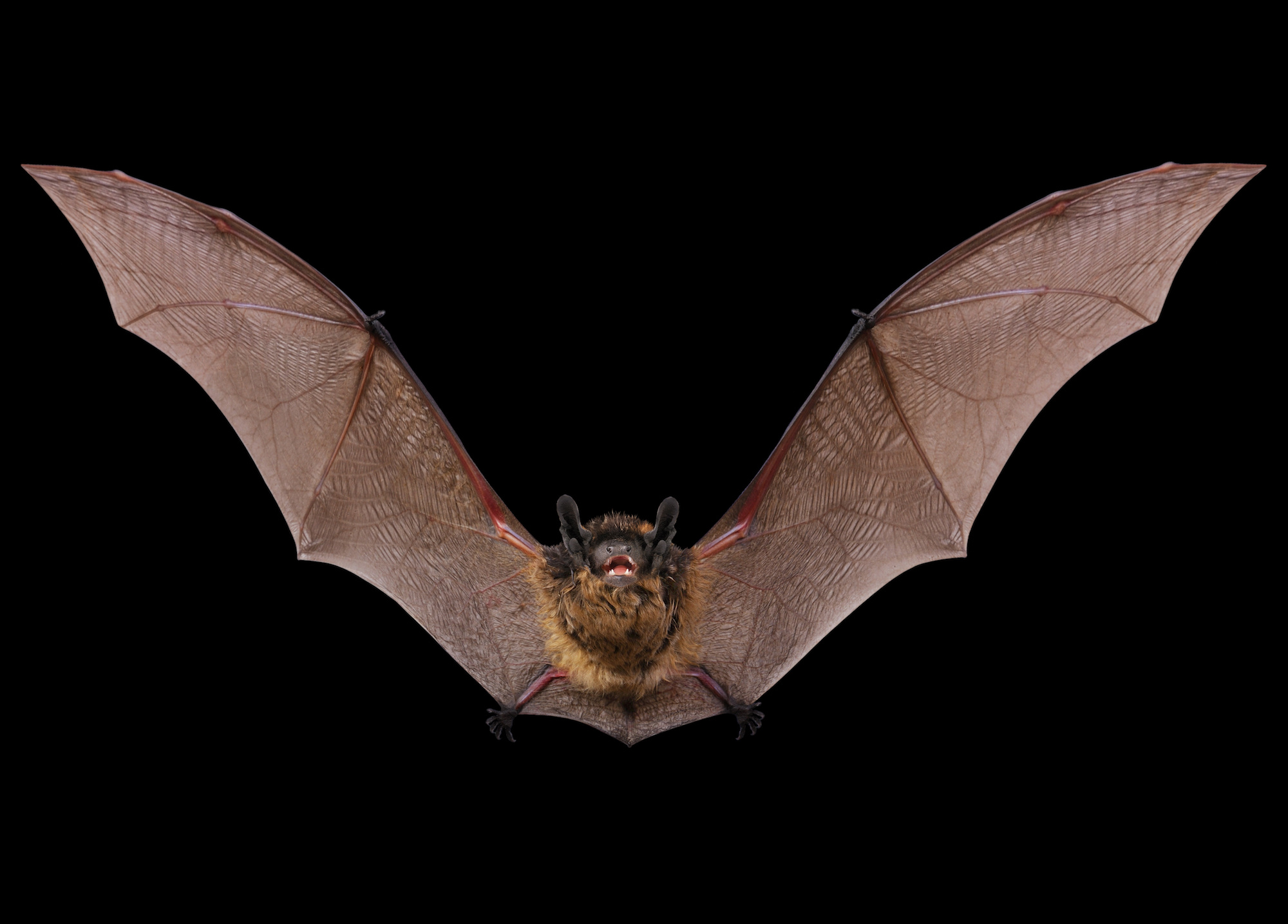 front view of a little brown bat in flight with wings outstretched on black background