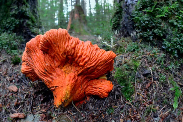a reddish-orange lobster mushroom grows from a mossy forest floor in front of trees in the background
