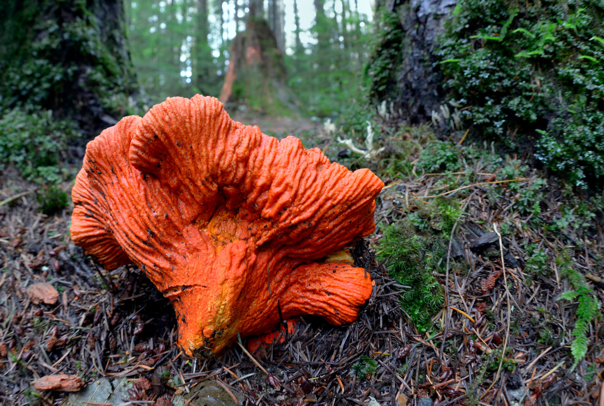 a reddish-orange lobster mushroom grows from a mossy forest floor in front of trees in the background