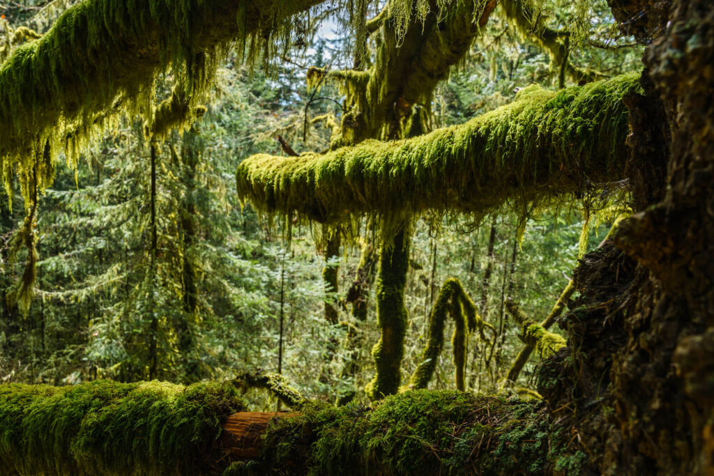 Looking out from the canopy of an old growth douglas fir, green moss-covered limbs in the foreground, sunlit fir and cedar trees in the background.