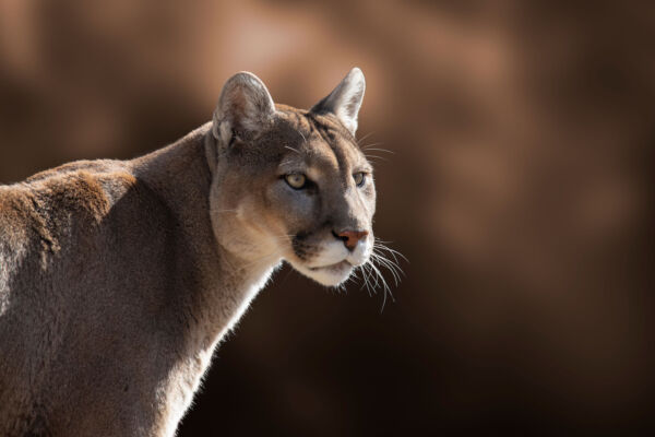 The head and shoulder profile of a sand-colored cougar, also known as a mountain lion, puma, or catamount, looking at something to the right outside the frame.