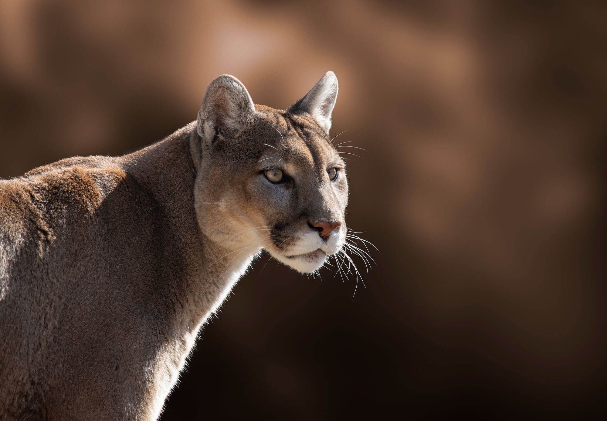 The head and shoulder profile of a sand-colored cougar, also known as a mountain lion, puma, or catamount, looking at something to the right outside the frame.