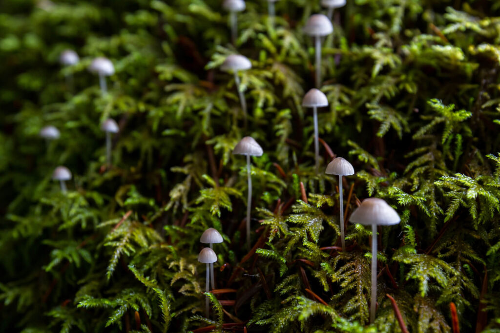 Small group of frosty bonnet mushrooms rising from a carpet of moss.