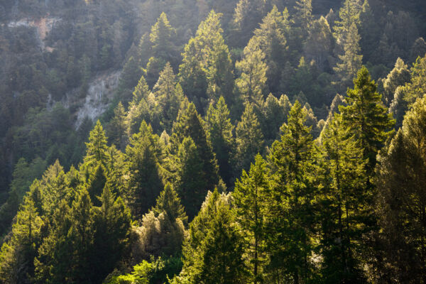 View across the canopy of an old forest in sunlight.