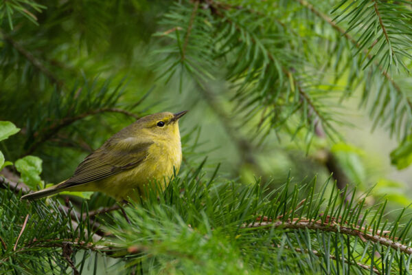 A yellow and greenish-brown orange-crowned warbler sits on a green doug fir branch looking up to the right.
