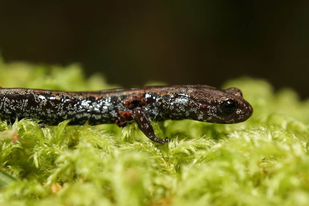 Close up view of a silver, black and rust-colored Oregon Slender Salamander resting on bright green moss.