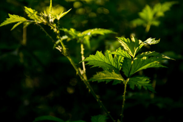 close view of green new growth of pacific blackberry on black background