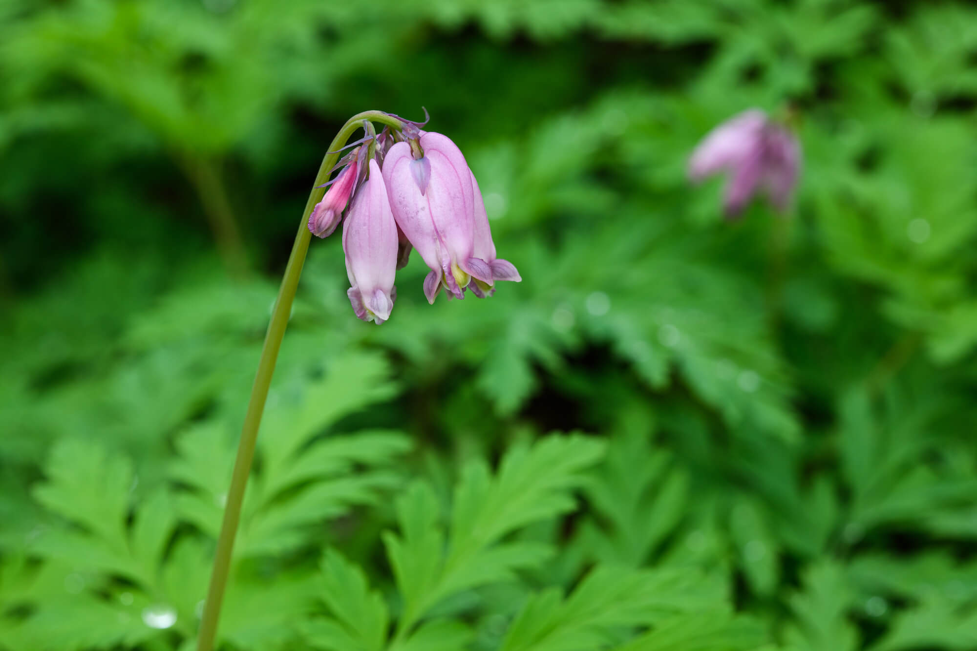 Pink heart-shaped blooms of pacific bleeding heart rise on a stalk above green feathery leaves
