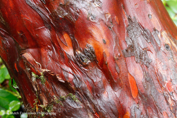 close view of the slick reddish bark on the trunk of a pacific yew tree. photo by Rob Mutch via iNaturalist