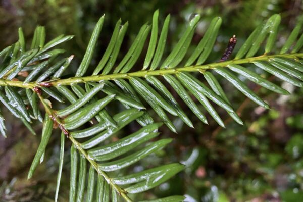 Close view of a green pacific yew branch. photo by Matt Betts via iNaturalist
