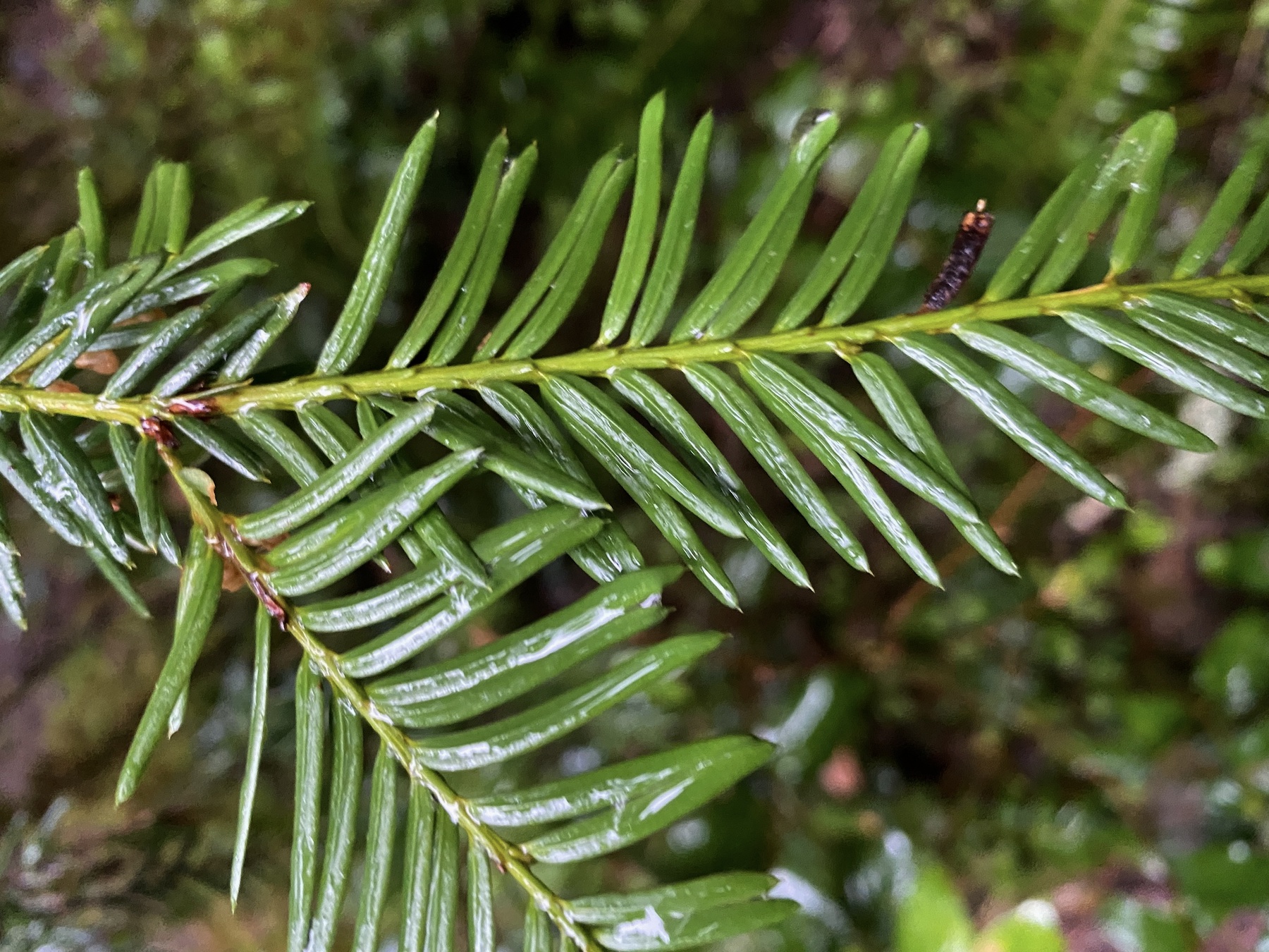 Close view of a green pacific yew branch. photo by Matt Betts via iNaturalist