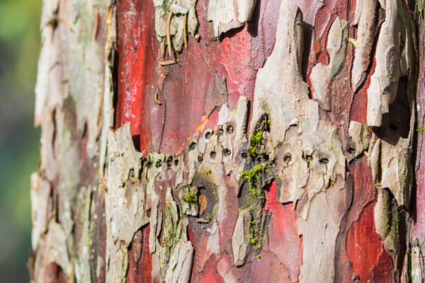 Close-up view of the red and gray flaky bark of a Pacific Yew tree.