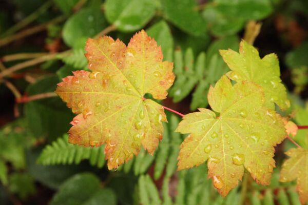 looking down at water droplets on two yellowing vine maple leaves above green ferns and salal leaves in the background.